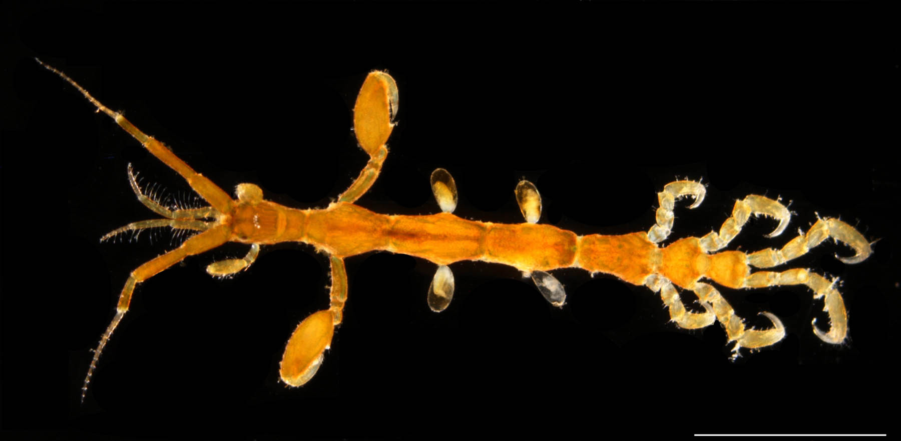 カギノテワレカラ (Caprella subinermis)の画像