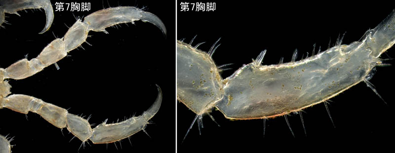 カギノテワレカラ (Caprella subinermis)