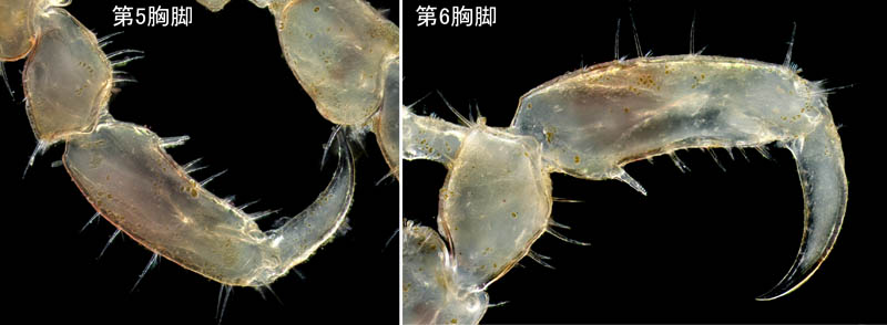 カギノテワレカラ (Caprella subinermis)