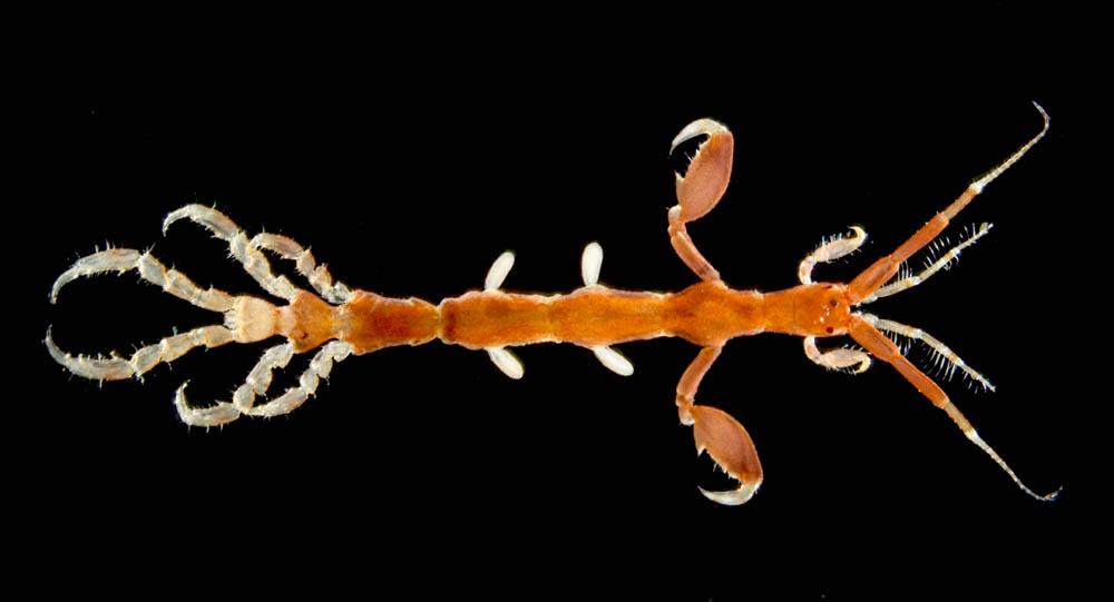 カギノテワレカラ (Caprella subinermis)