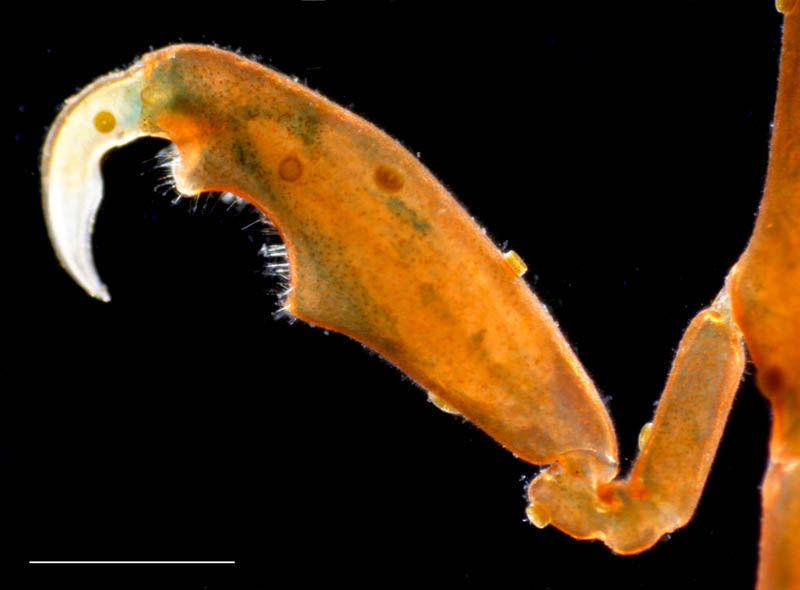 カギノテワレカラ? (Caprella subinermis)の画像