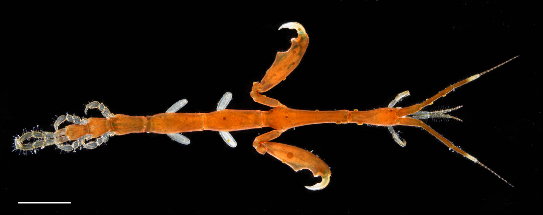 カギノテワレカラ? (Caprella subinermis)の画像