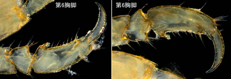 カギノテワレカラ(Caprella subinermis)