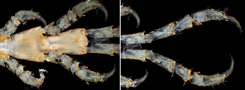 カギノテワレカラ(Caprella subinermis)