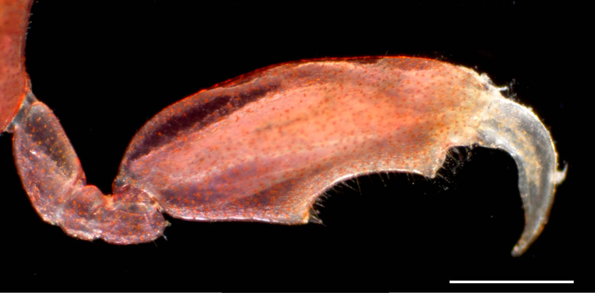 ホソワレカラ(Caprella danilevskii)の画像