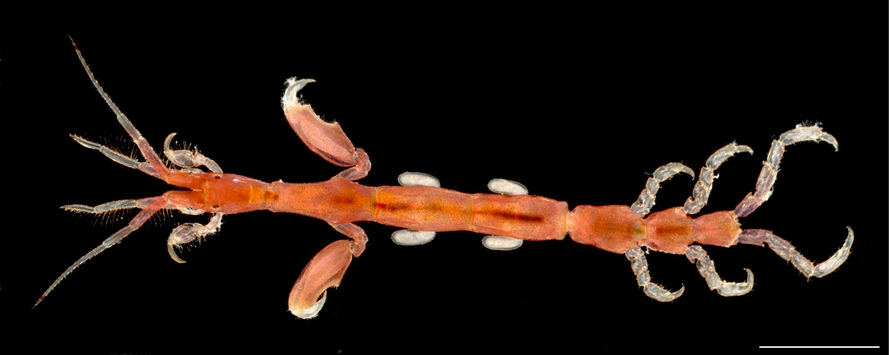 ホソワレカラ(Caprella danilevskii)の画像