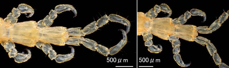 ホソワレカラ(Caprella danilevskii)