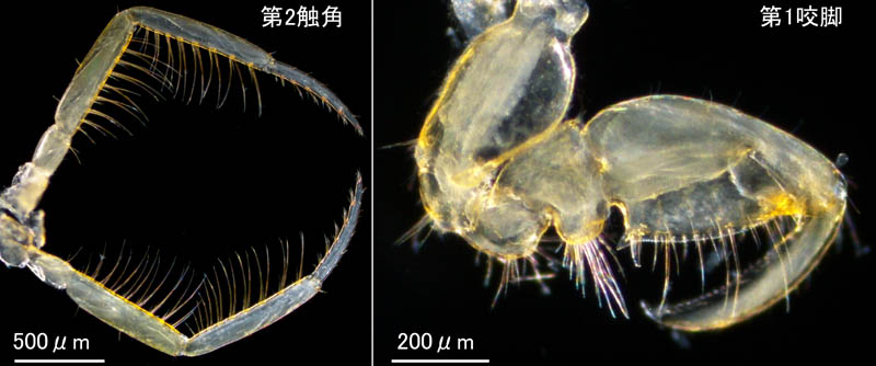 ホソワレカラ(Caprella danilevskii)