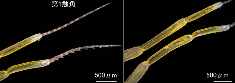 ホソワレカラ(Caprella danilevskii)