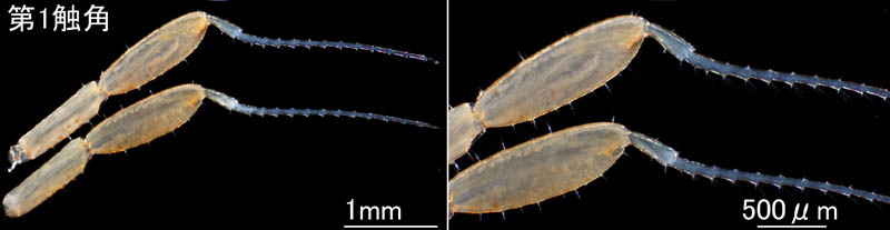 ワレカラ （Caprella sp.8）の画像