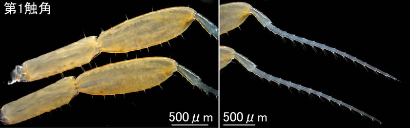 ワレカラ （Caprella sp.8）の画像