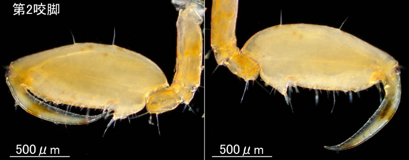 ワレカラ （Caprella sp.8）の画像