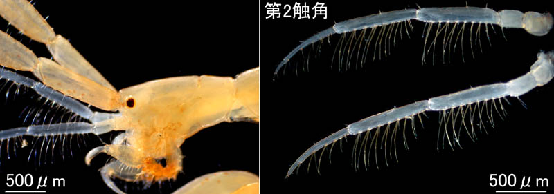 ワレカラ （Caprella sp.8）の画像