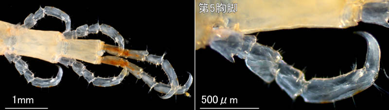 ワレカラ （Caprella sp.8）の画像