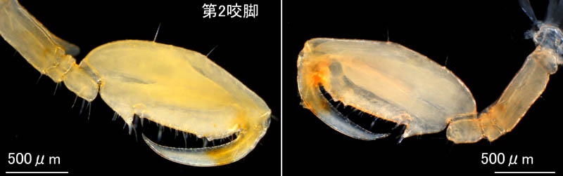 ワレカラ （Caprella sp.8）の画像