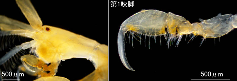 ワレカラ （Caprella sp.8）の画像