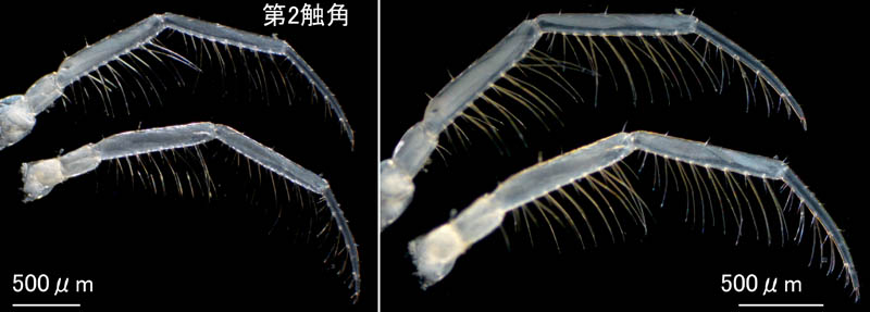 ワレカラ （Caprella sp.8）の画像