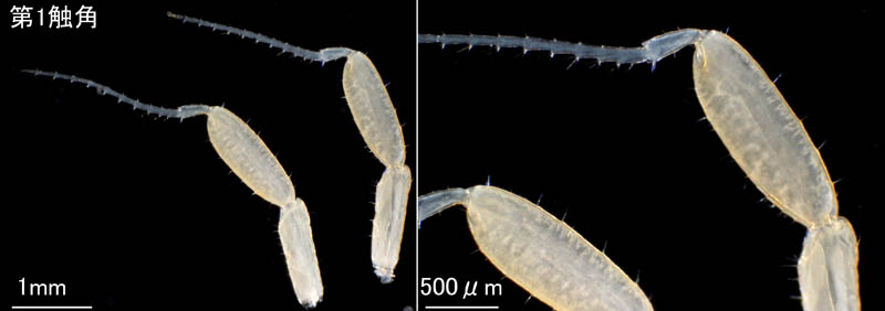 ワレカラ （Caprella sp.8）の画像