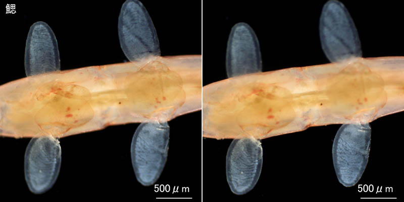 ワレカラ （Caprella sp.8）の画像