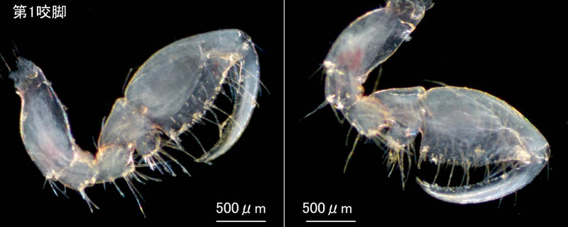 ワレカラ （Caprella sp.8）の画像