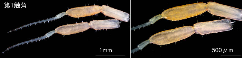 ワレカラ （Caprella sp.8）の画像