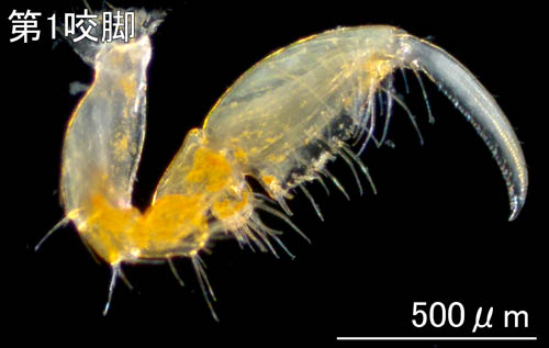 ワレカラ （Caprella sp.8）の画像