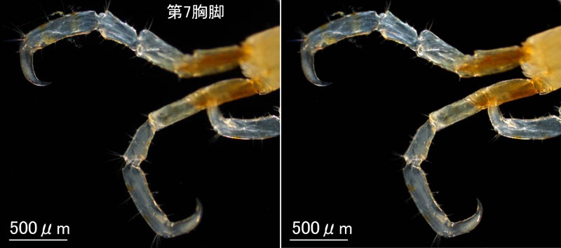 ワレカラ （Caprella sp.8）の画像