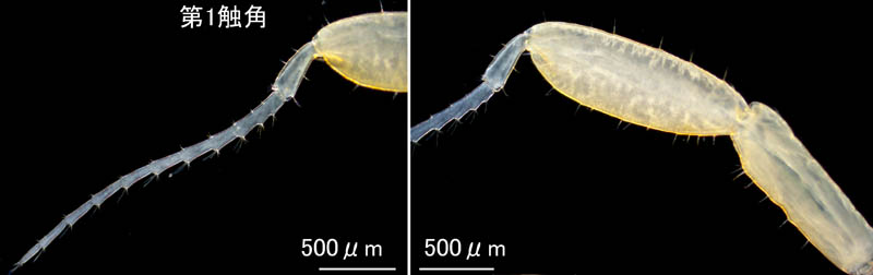 ワレカラ （Caprella sp.8）の画像