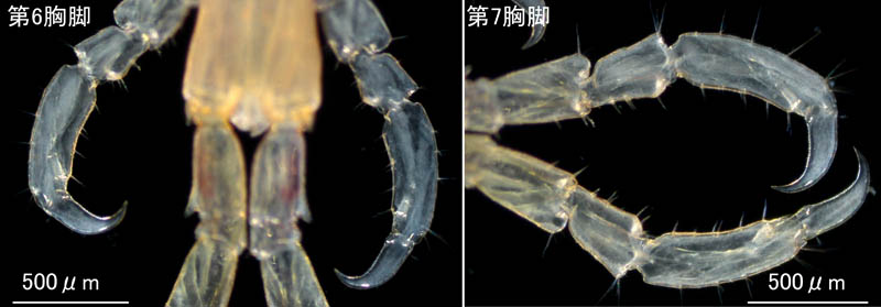 ワレカラ （Caprella sp.8）の画像