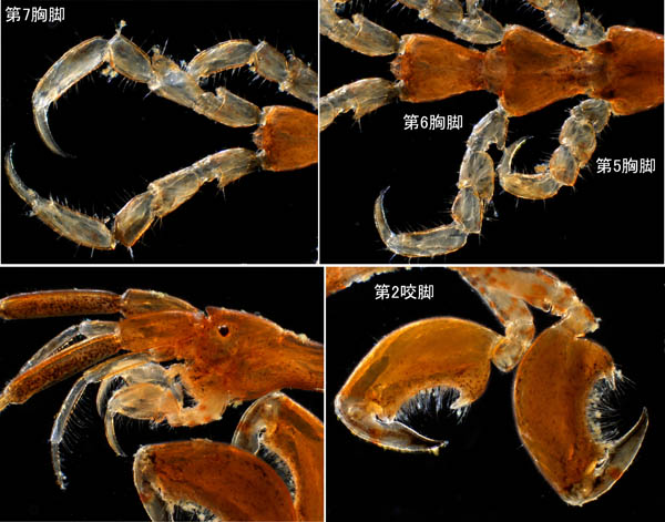 ワレカラ （Caprella sp.10）の画像