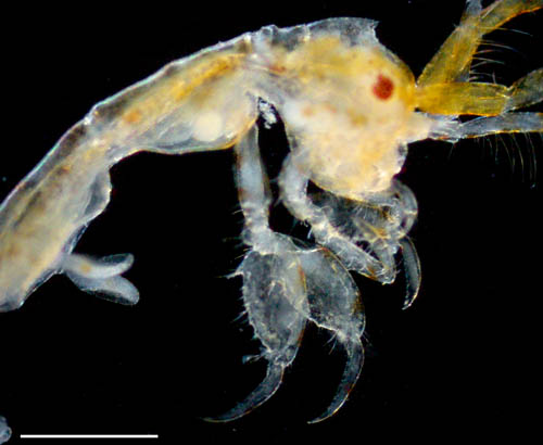 ワレカラ （Caprella sp.11）の画像