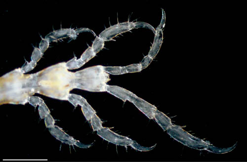 ワレカラ （Caprella sp.11）の画像