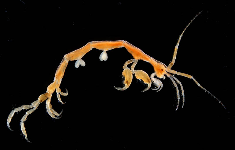 ワレカラ （Caprella sp.12）の画像