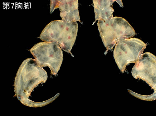 ワレカラ （Caprella sp.15）の画像