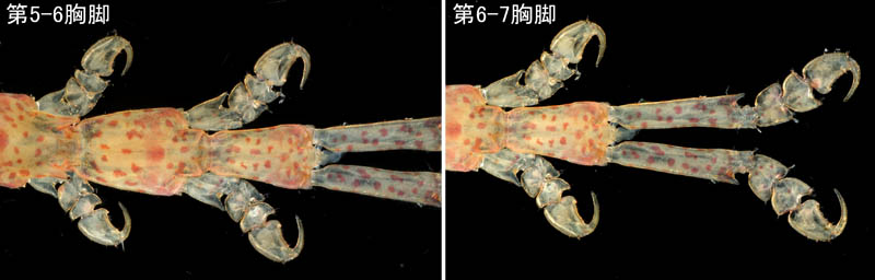 ワレカラ （Caprella sp.15）の画像