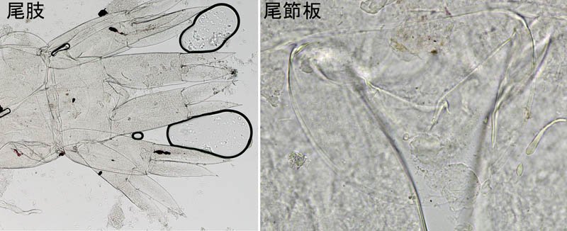 Hyperioides sibaginis