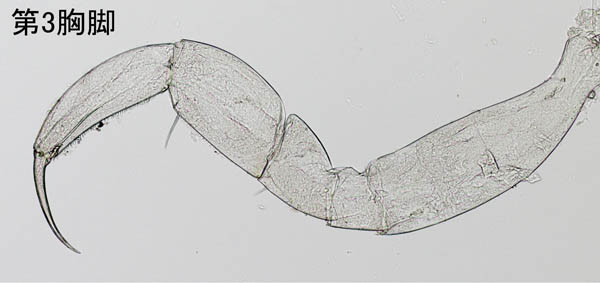 Hyperioides sibaginis