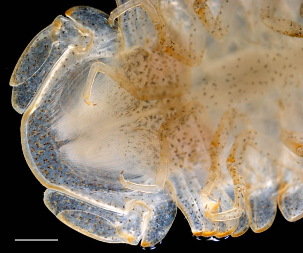 イソコツブムシ（Gnorimosphaeroma rayi）の画像