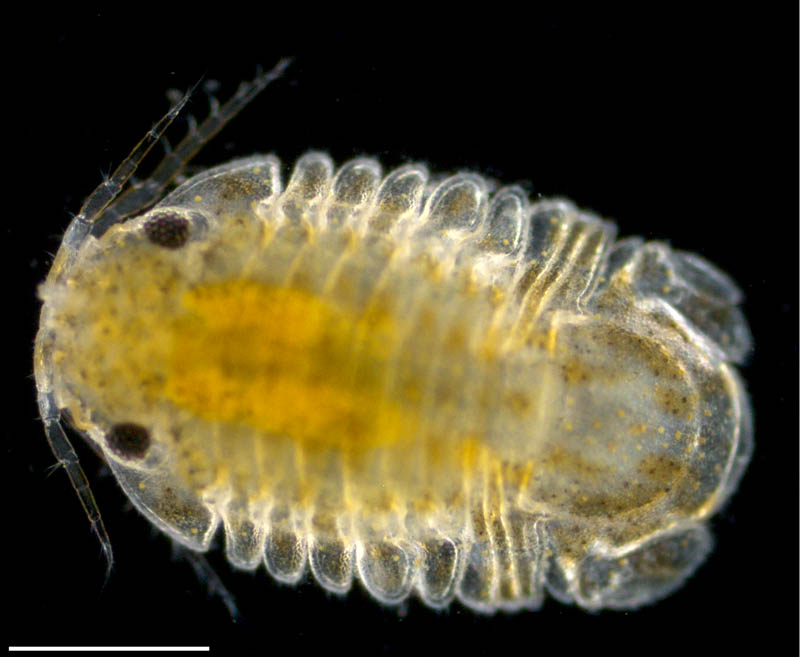 イソコツブムシ （Gnorimosphaeroma rayi）の画像