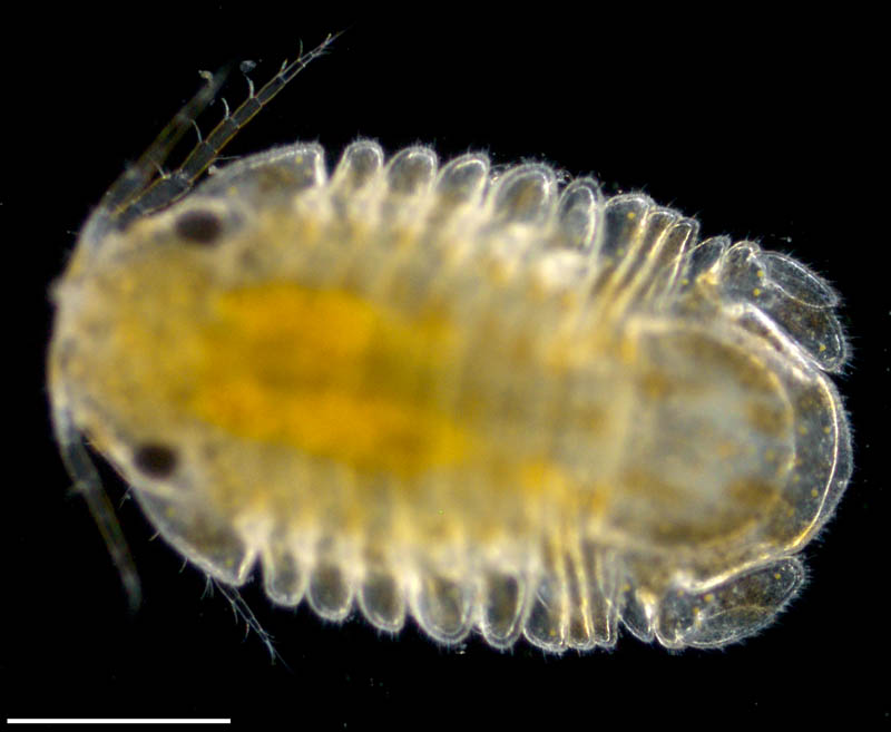 イソコツブムシ （Gnorimosphaeroma rayi）の画像