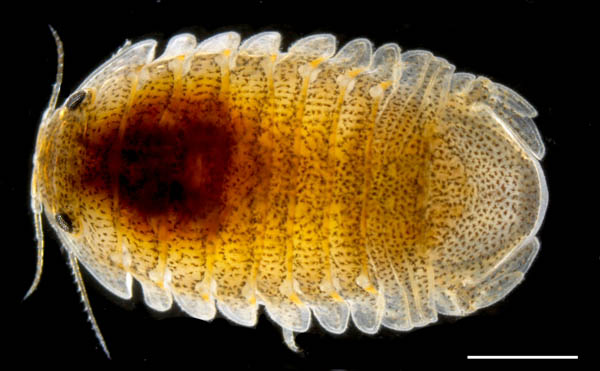 C\RcuVގWQ (Gnorimosphaeroma sp.) 