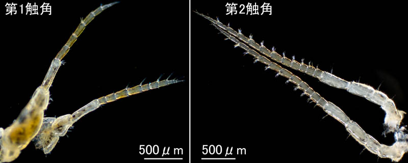 C\RcuVގWQ (Gnorimosphaeroma sp.) 