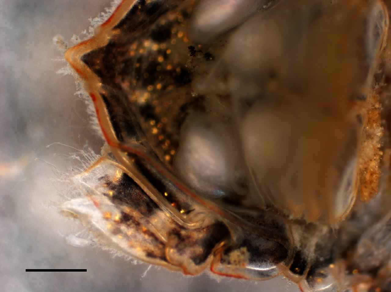 ニホンコツブムシ（Cymodoce japonica）の画像