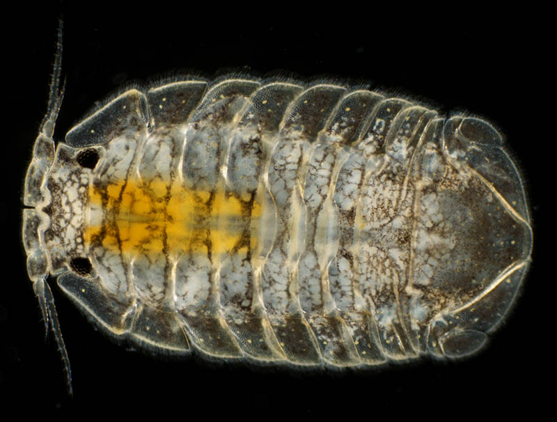 ヨロイコツブムシ（Chitonosphaera salebrosa）