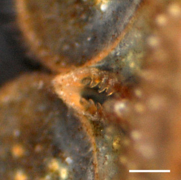 ブチウミセミ（Dynoides brevispina）の画像