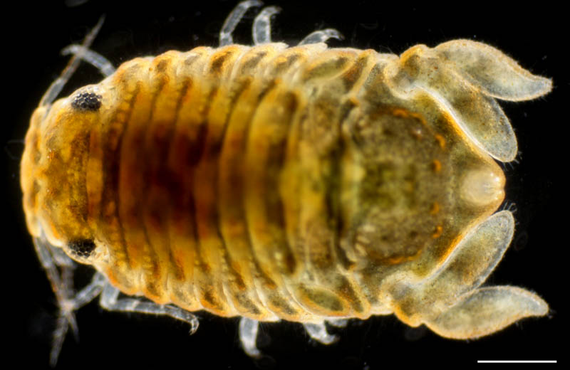 ツツオウミセミ(Cymodocella nipponica)の画像