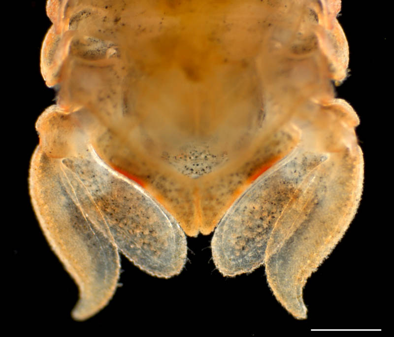 ツツオウミセミ(Cymodocella nipponica)の画像