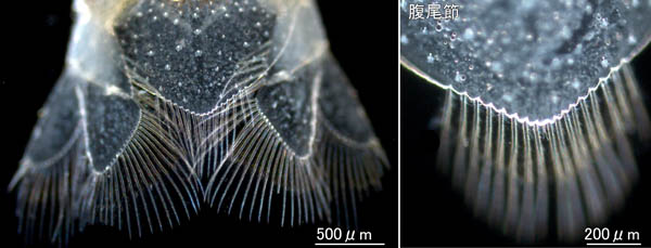 ヒメスナホリムシ(Excirolana chiltoni)