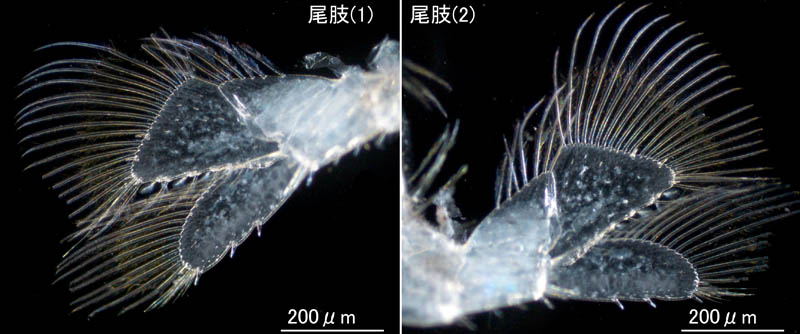 ヒメスナホリムシ(Excirolana chiltoni)