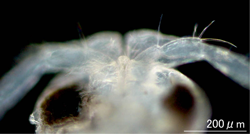 ナギサスナホリムシ(Eurydice nipponica)の画像